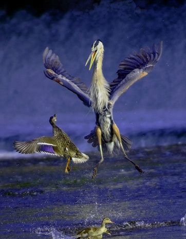 National Geographic Contest 2007:  