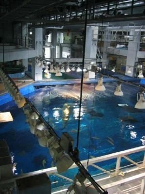 Okinawa Churaumi Aquarium:    