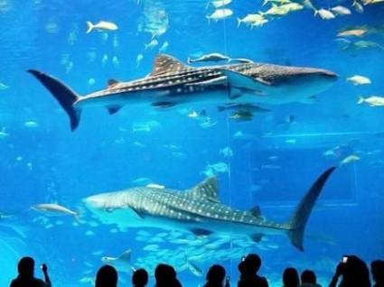 Okinawa Churaumi Aquarium: Второй по величине аквариум