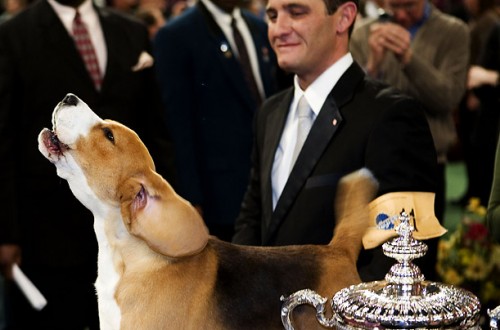   - Westminster Kennel Club 2008 (23 )