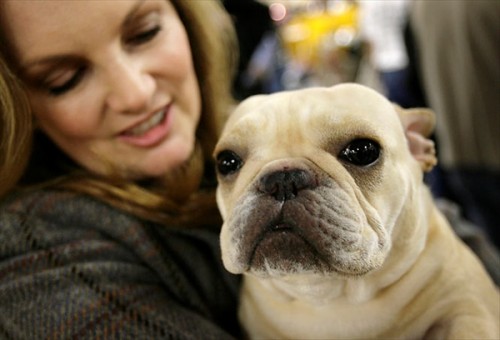   - Westminster Kennel Club 2008 (23 )
