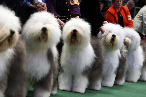 132-    Westminster Kennel Club