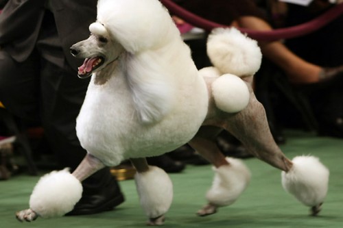 132-    Westminster Kennel Club