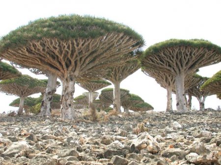  C (Socotra)