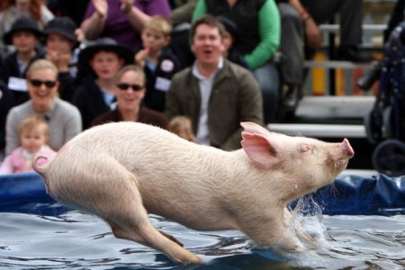 Pigs Fly -    