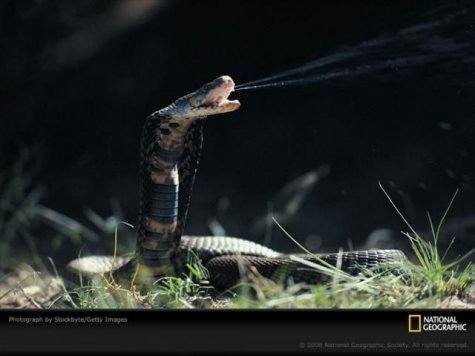   National Geographic