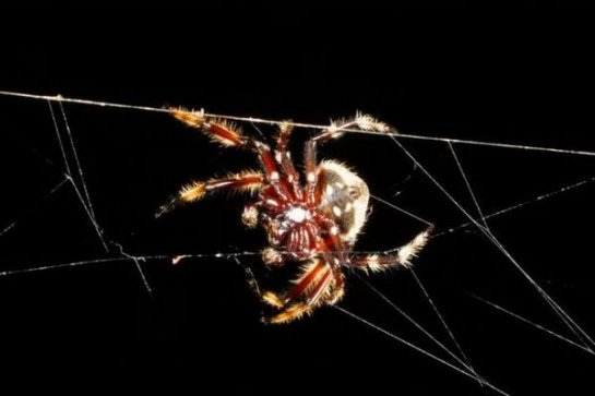 Паутины огромных размеров паука Дарвина