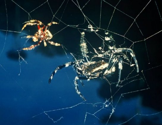 Паутины огромных размеров паука Дарвина