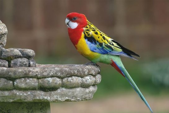 15 самых красивых птиц