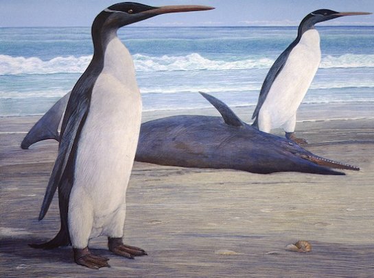 Самые высокие пингвины