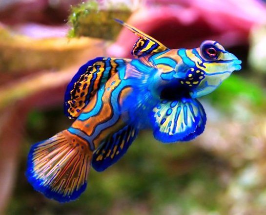 Мандаринка - самая разноцветная рыба в мире (фото)